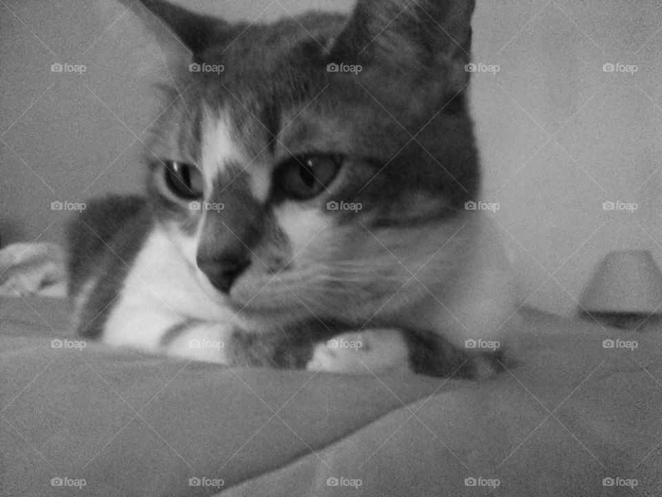 cat side glance