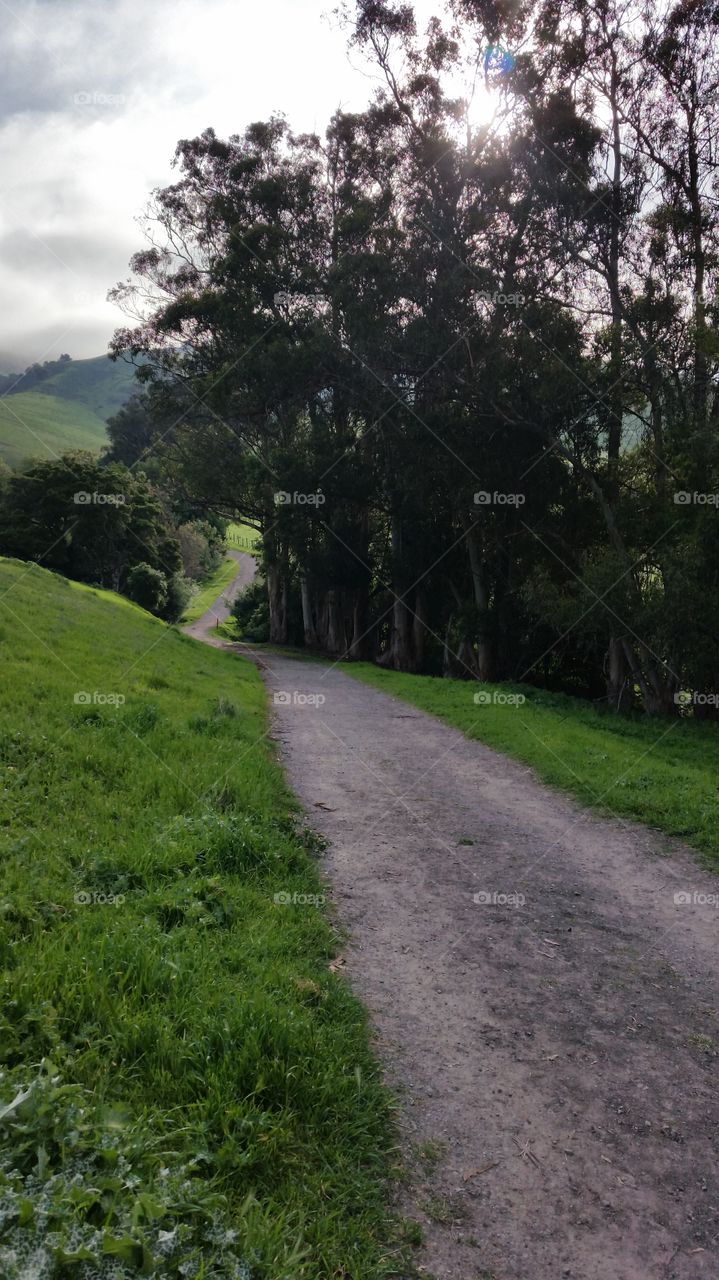 Hiking trail, green grass and tall trees