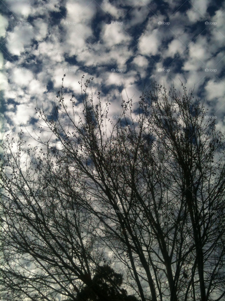 winter sky tree cold by guysg