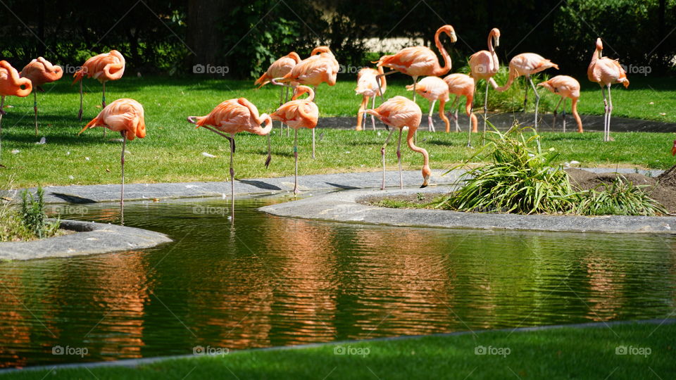Flamingos at the zoo in Antwerp.