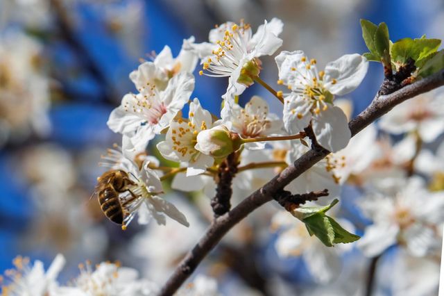 A bee in the white flower