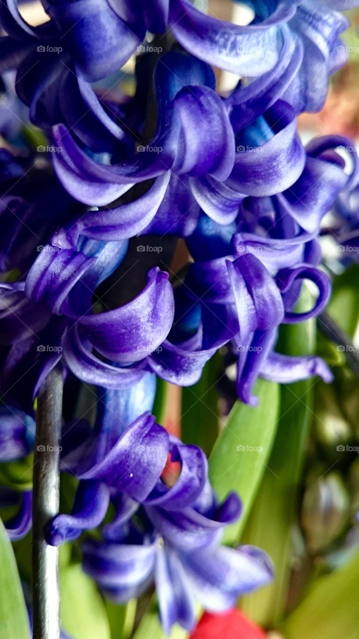 Hyacinth