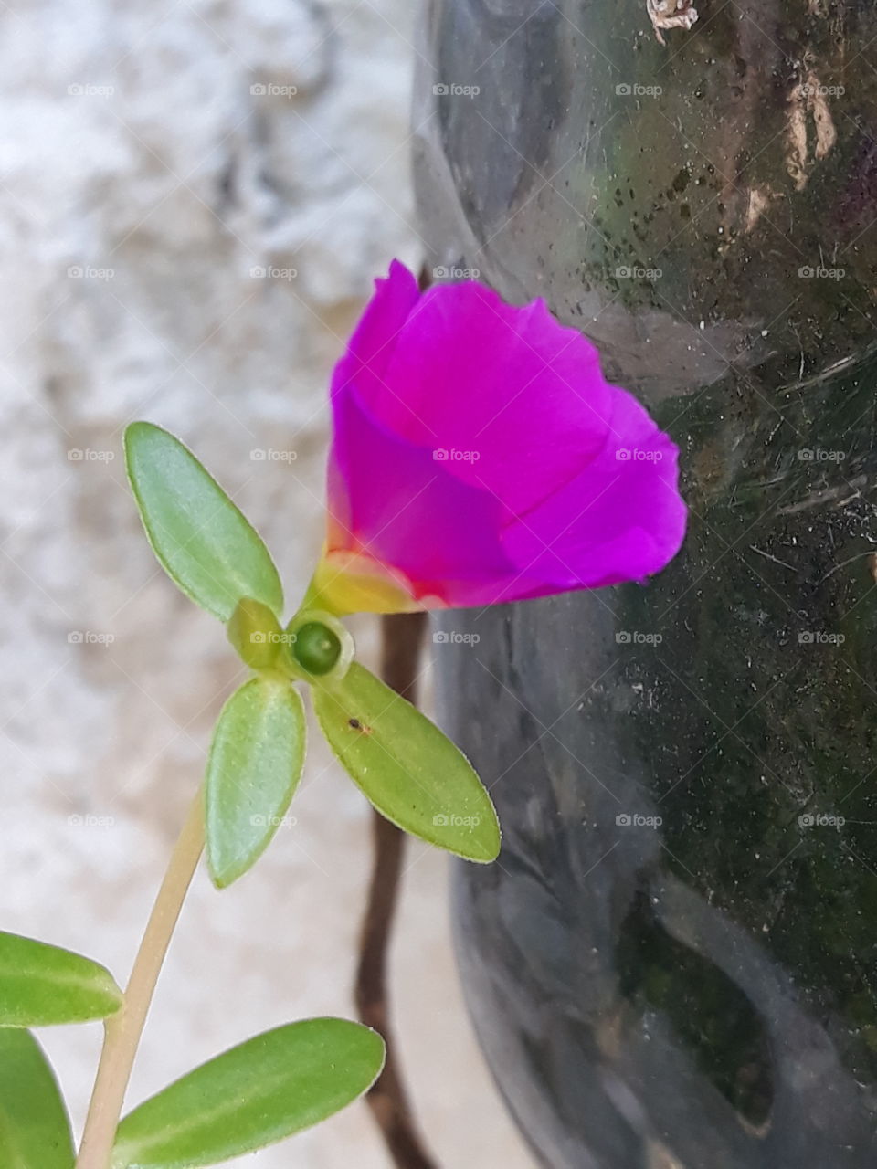 Violet and three leaves