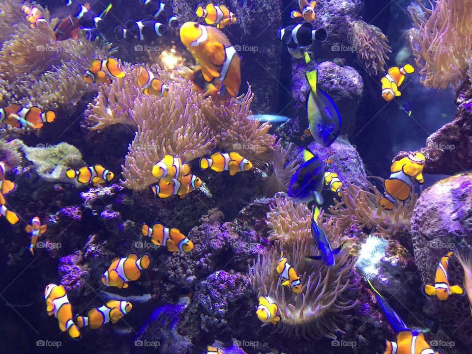Clown fish at Aquarium of the Pacific in Long Beach, California 
