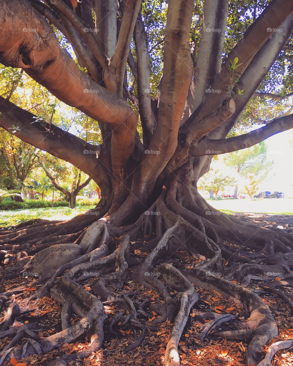 Beautiful tree in Perth 