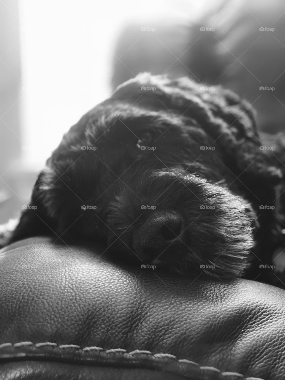 Monochrome Puppy On The Couch, Dog Laying Head On Couch Pillow, Puppy Staring At You, Black And White Dog Portrait 