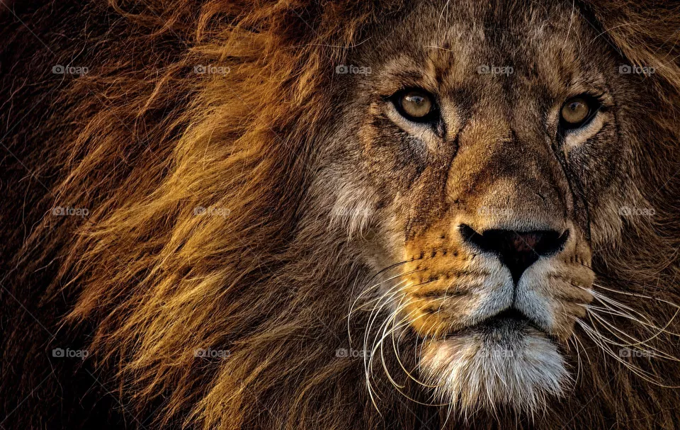 lion lovers