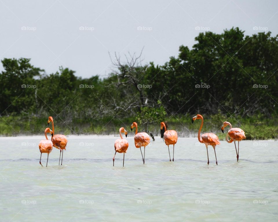 Flamingos