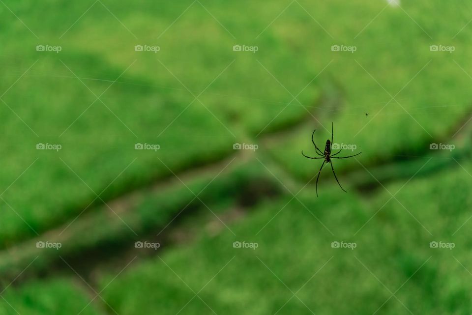 Spider hanging on its web, closeup with green rice field in a background
