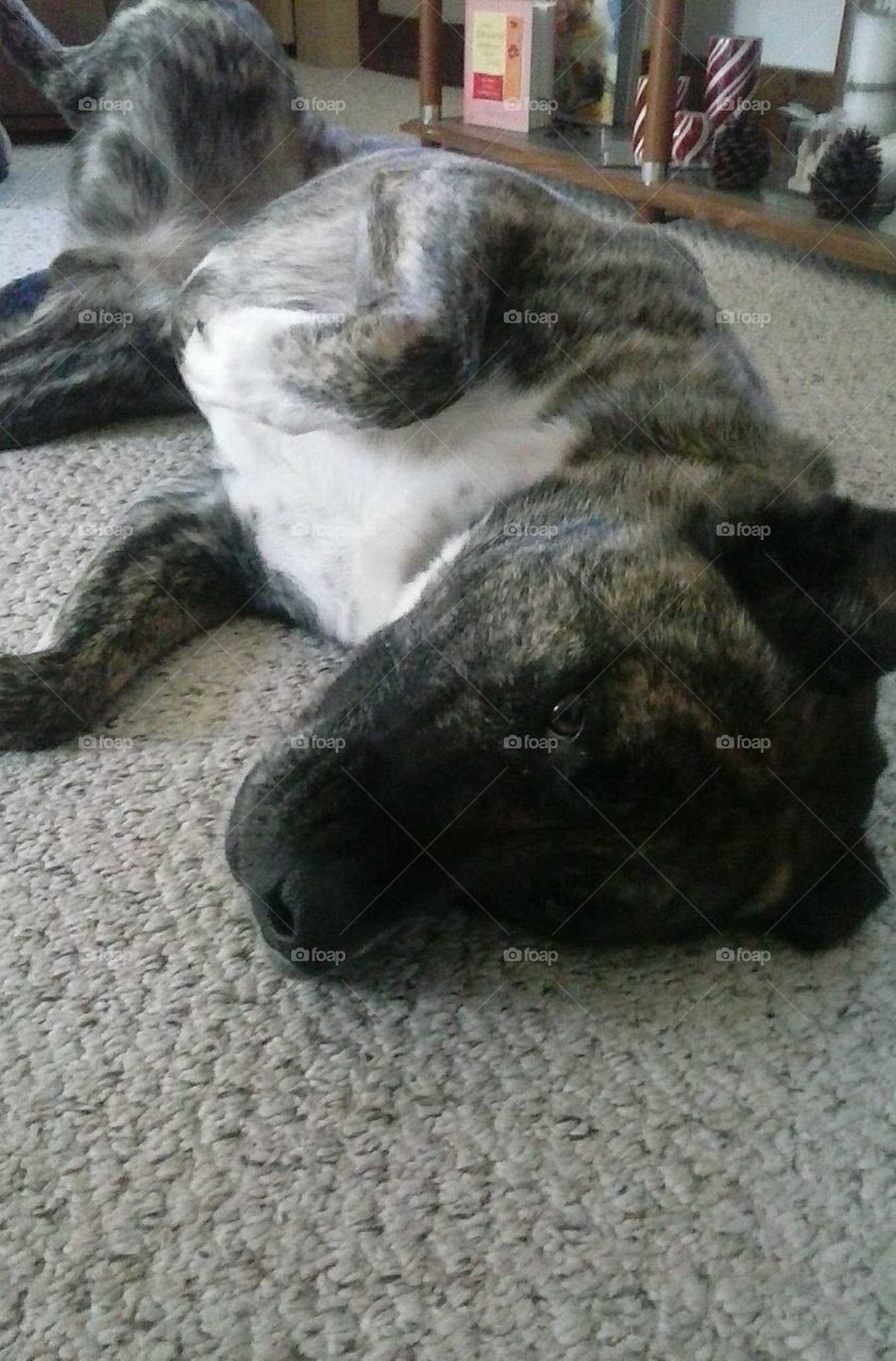 tiger striped brindle American bulldog German Shepherd mix dog being sweet and wanting a belly rub