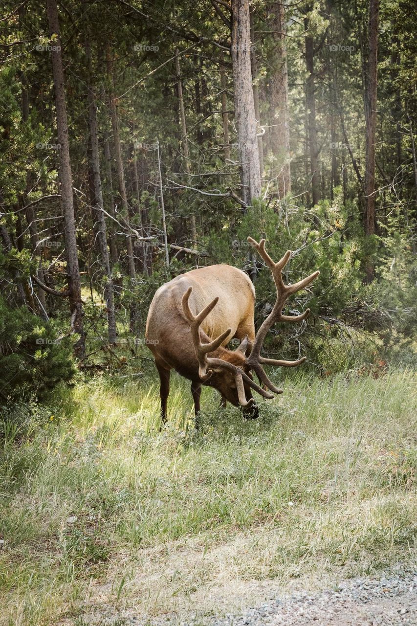 Beautiful brown colour deer