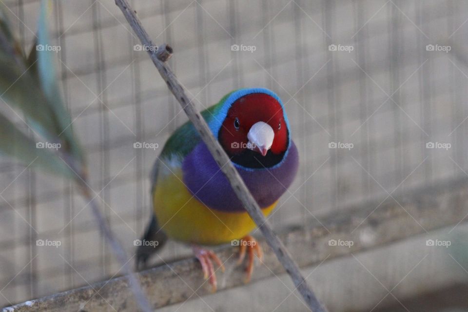 a perfectly coloured gouldian finch, perching at the side of a cage