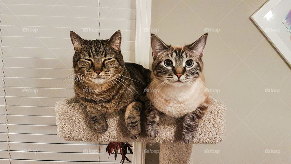 two cats sharing a bed