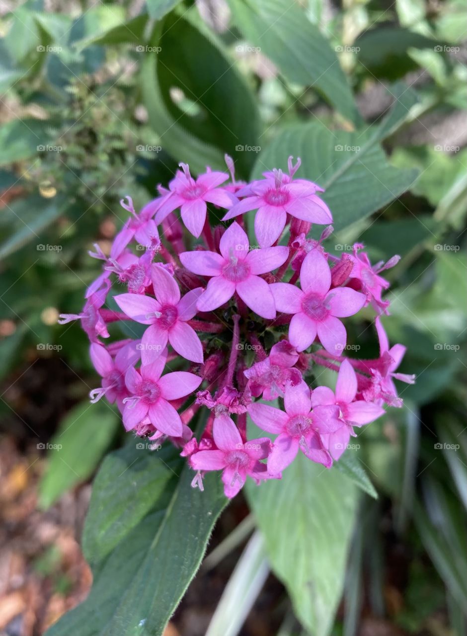 🌹 🇺🇸 Very beautiful flowers to brighten our day.  Live nature and its beauty. Did you like the delicate petals? / 🇧🇷 Flores muito bonitas para alegrar nosso dia. Viva a natureza e sua beleza. Gostaram das pétalas delicadas? 