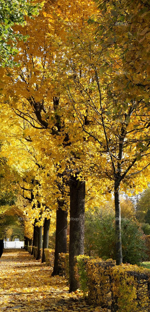 yellow trees of Vienna