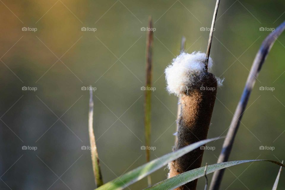 Cattail to Seed