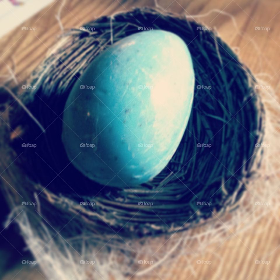 Robin's egg in nest