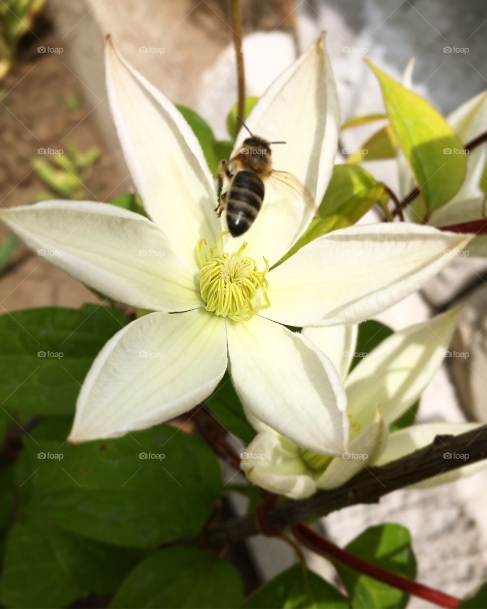 White flower and flying bee