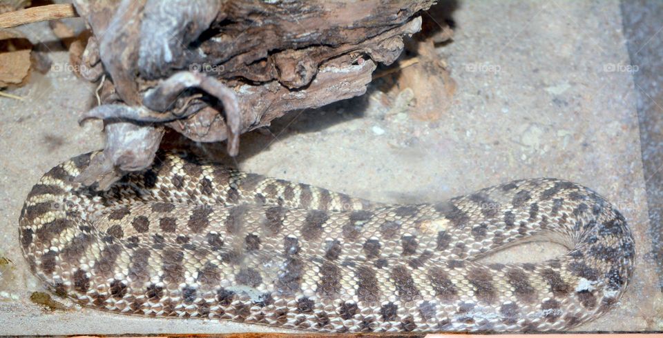 wildlife most danger desert snake at Kuwait Aquariam in side glass box for show