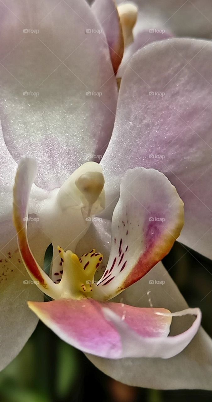 close-up of pink orchid