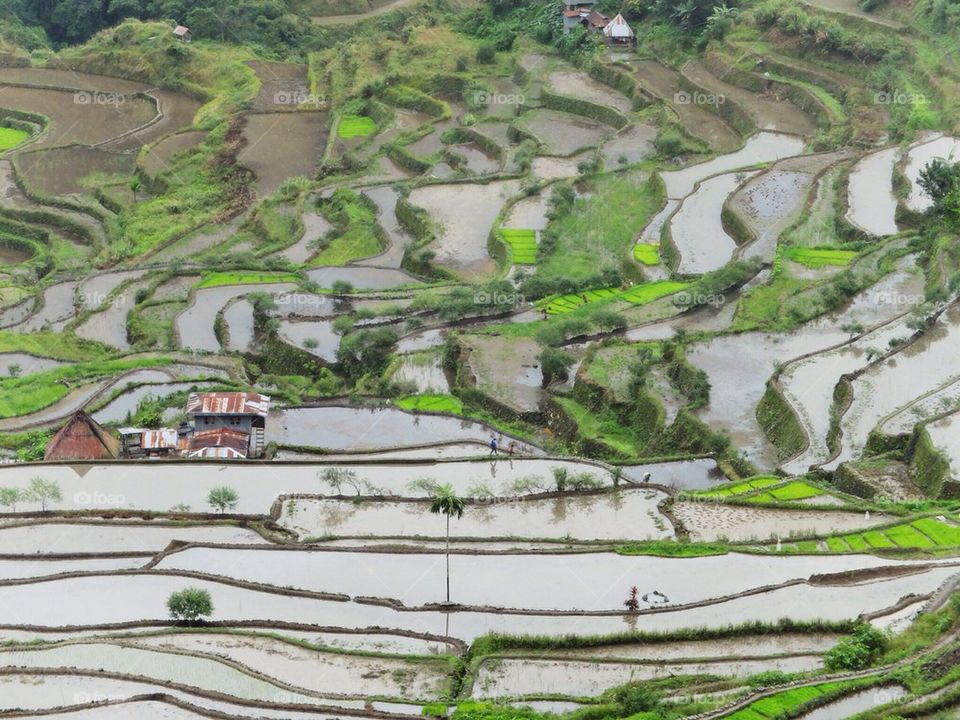 Batad Rice Terraced