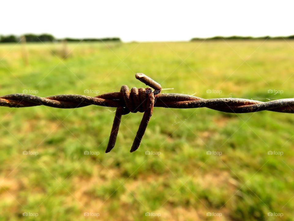 barbed wire