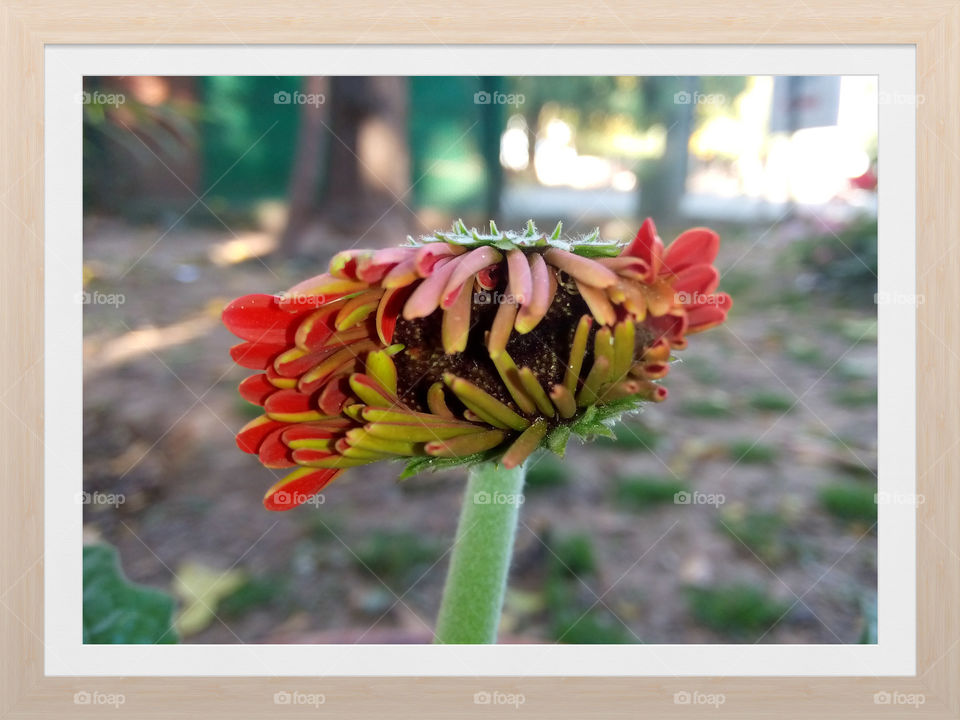 Beautiful flower in library garden Chandigarh