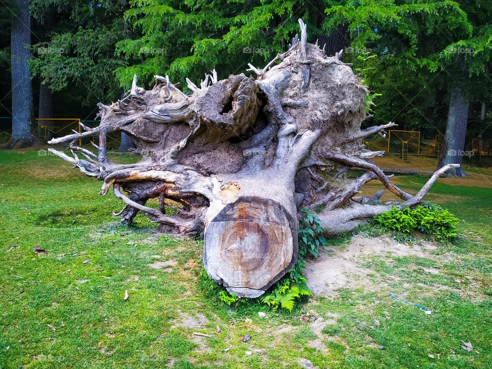A large root of a pine tree in the park which was dug out of the ground.