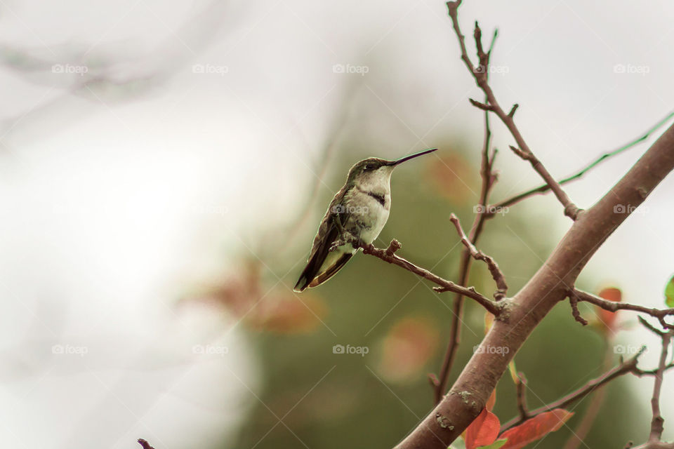 female ruby throat hummingbird