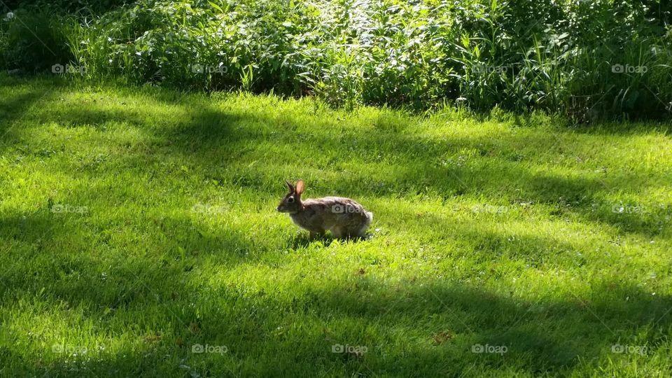 Bunny in the yard
