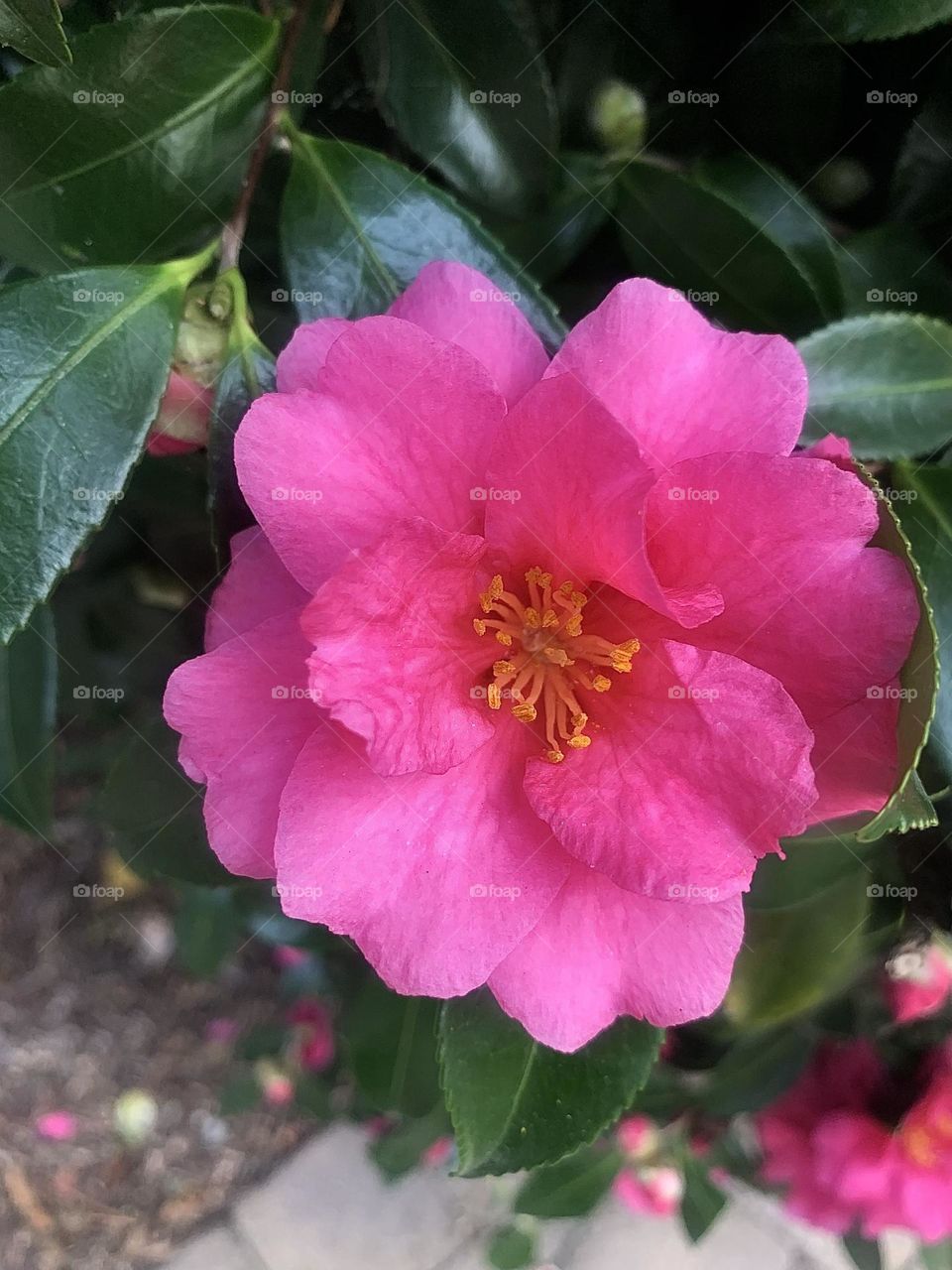 Camellia 