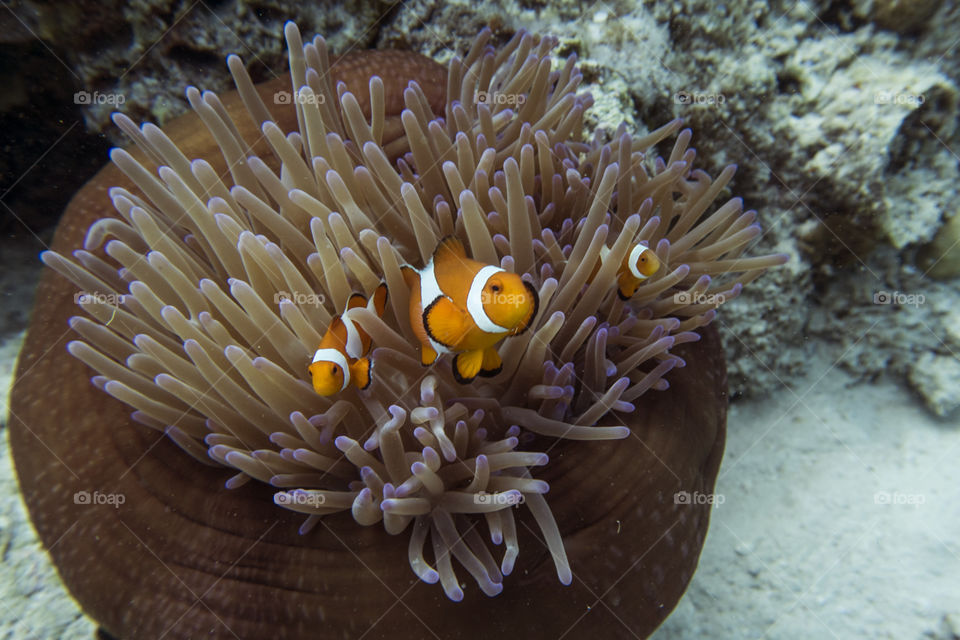 Clown Fish hiding in Anemone 
