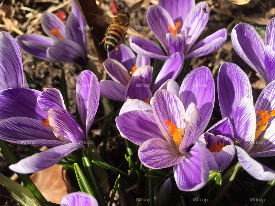 Lilac spring flower