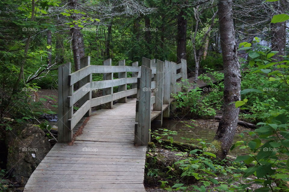 Passerelle à travers la forêt dans le parc de Forillon (Québec, Canada)