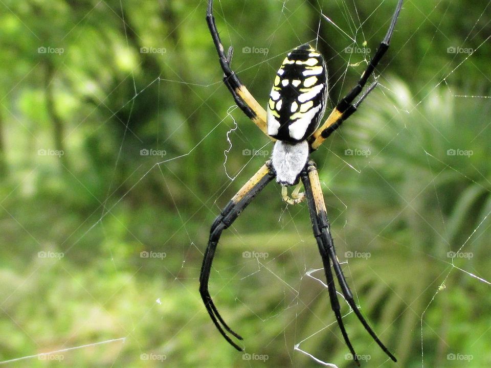 Gunter Spider