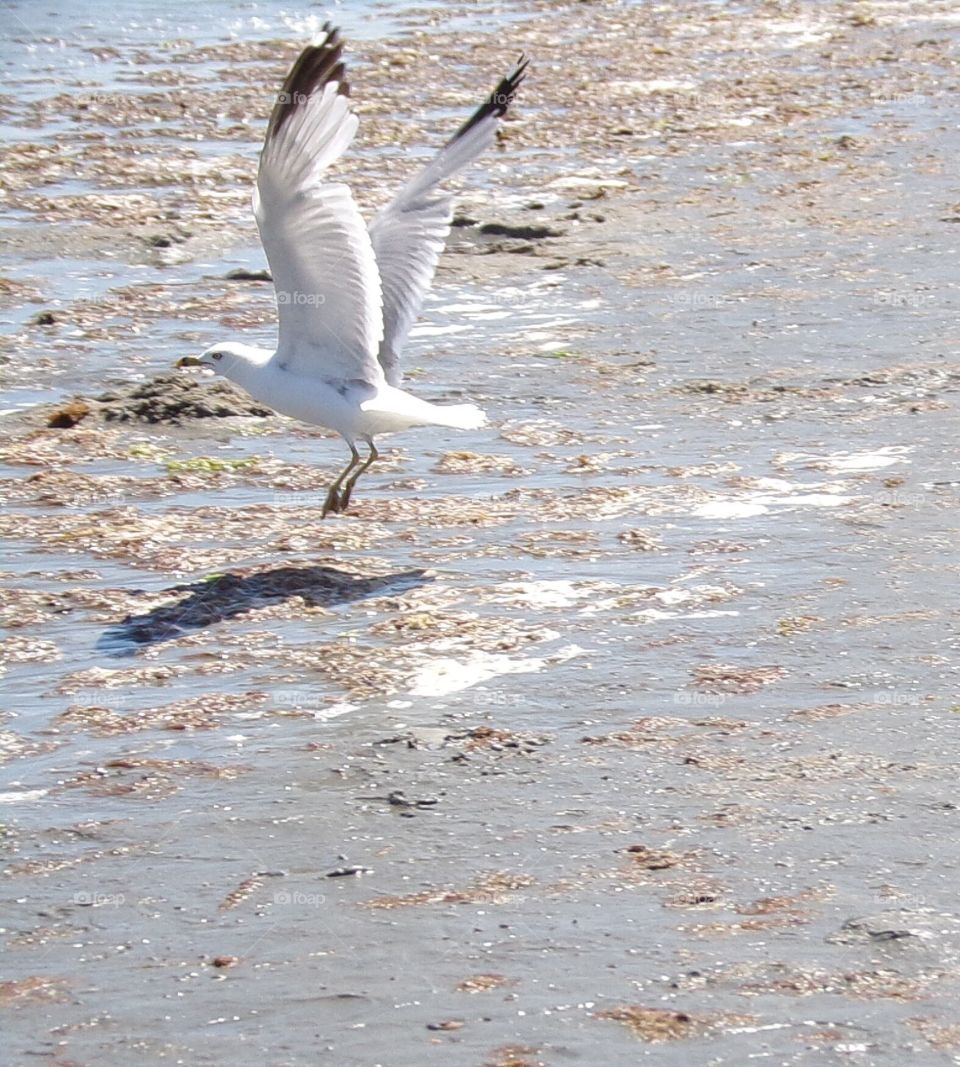 Seagulls flying 