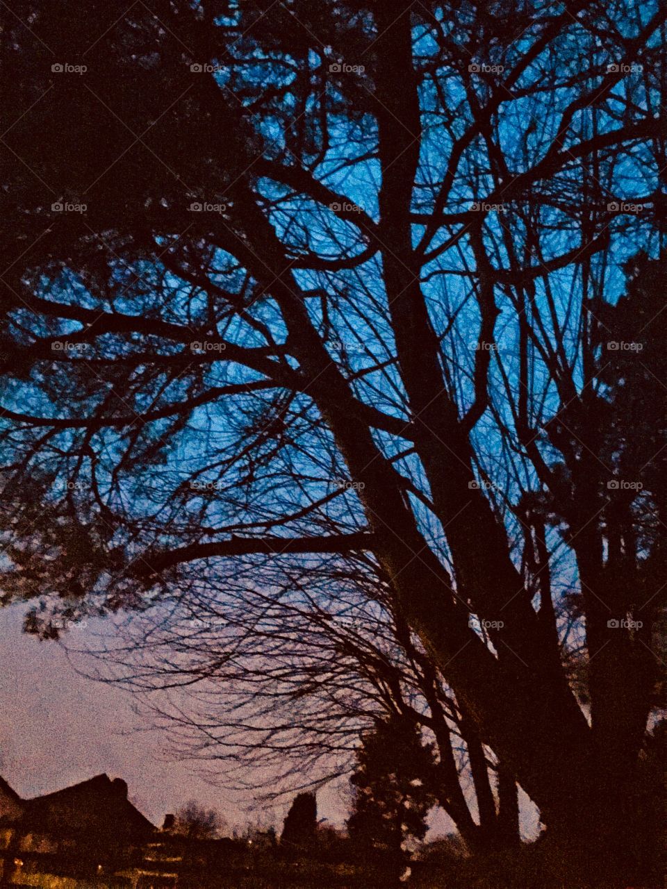 Night tree