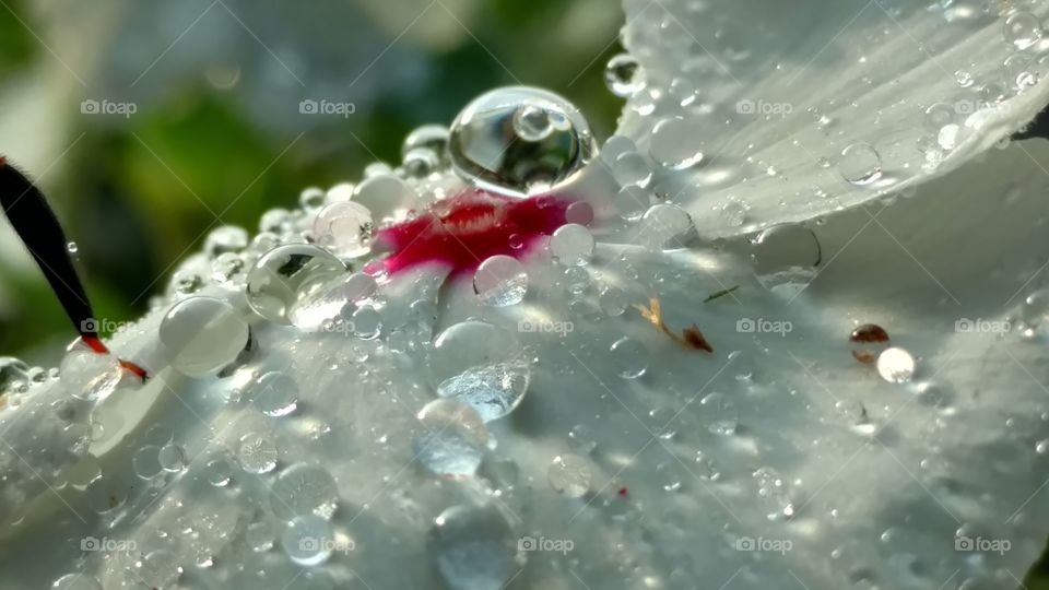 Drop, H2 O, Bubble, Wet, Nature