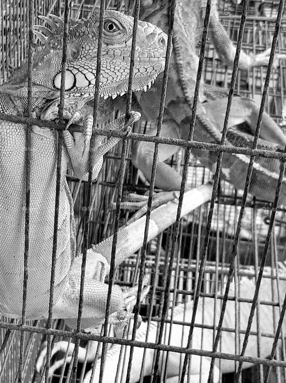 Several iguanas in an iron cage