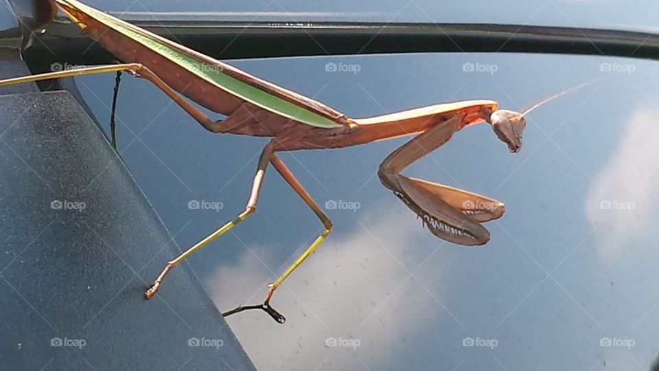 Mantis in the sky