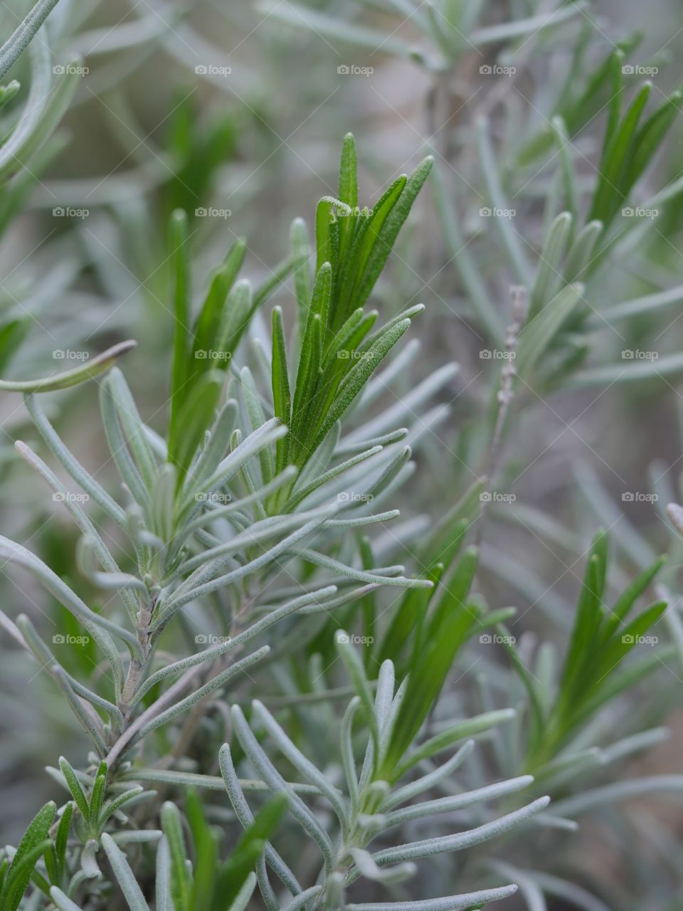 Lavender leaves