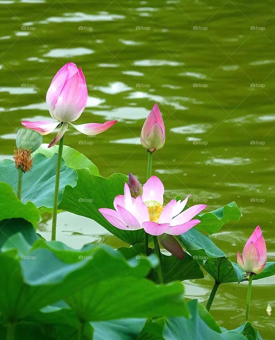 Full of lotus pond is to give you the romance of summer.