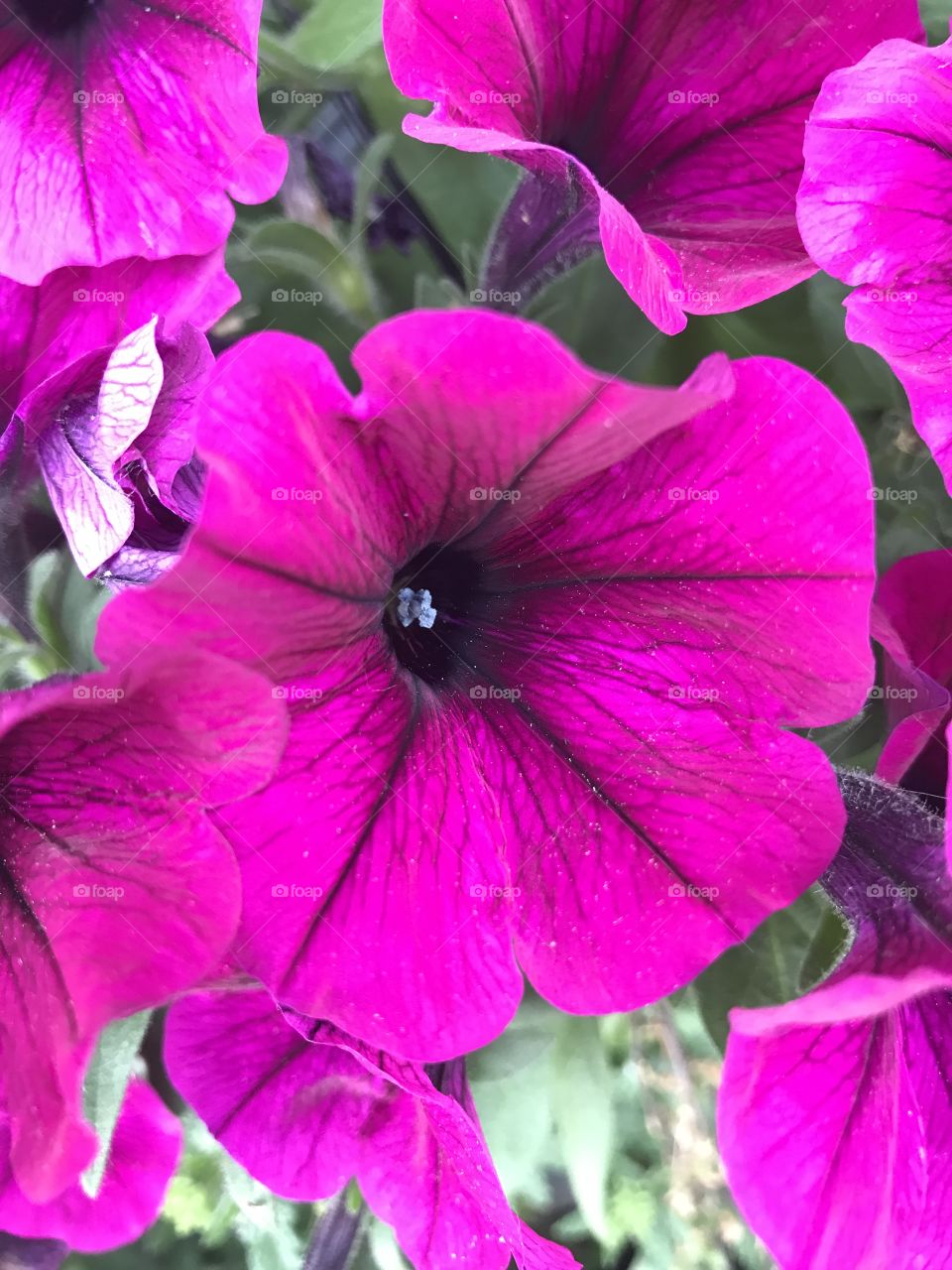 A beautiful flower in full bloom