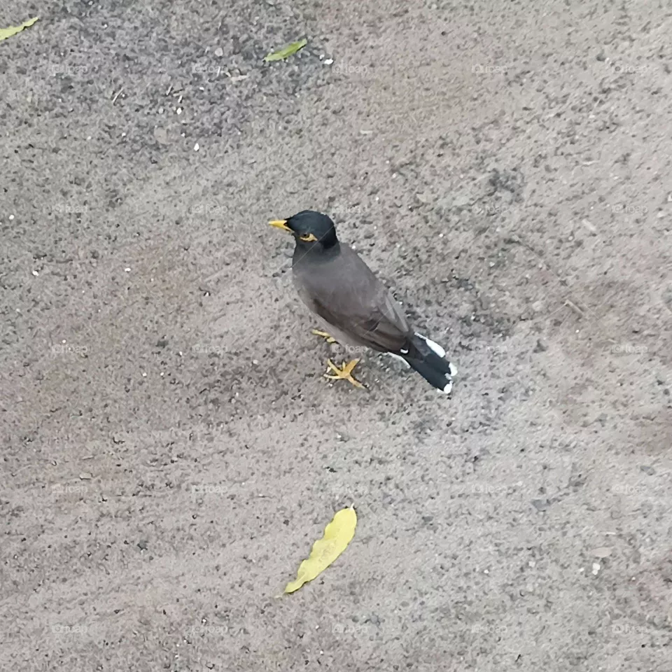 Mynah Bird