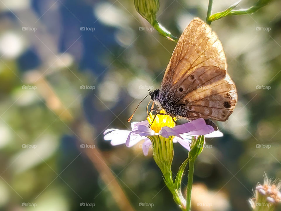 Close up of a the tiny Ceraunus Blue butterfly feeding on the nectar of a wildflower. (Hemiargus ceraunus)