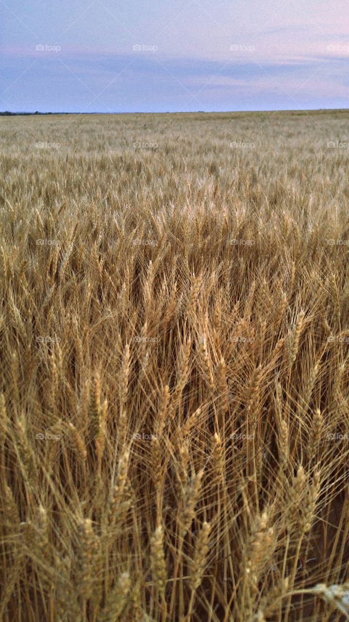 Wheat Harvest has officially began in Kansas