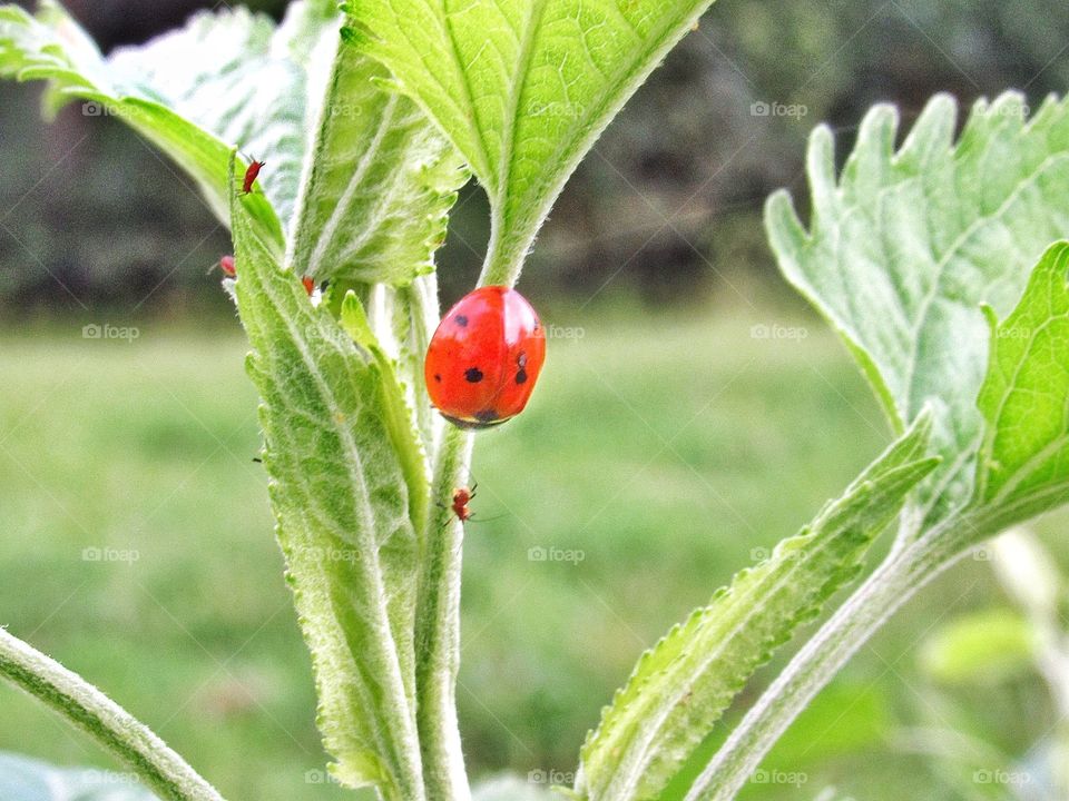 lady bug on plant