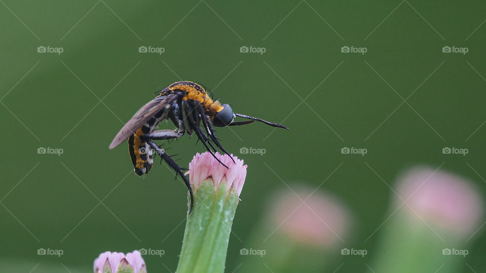 serangga unik kecil dan menggemaskan