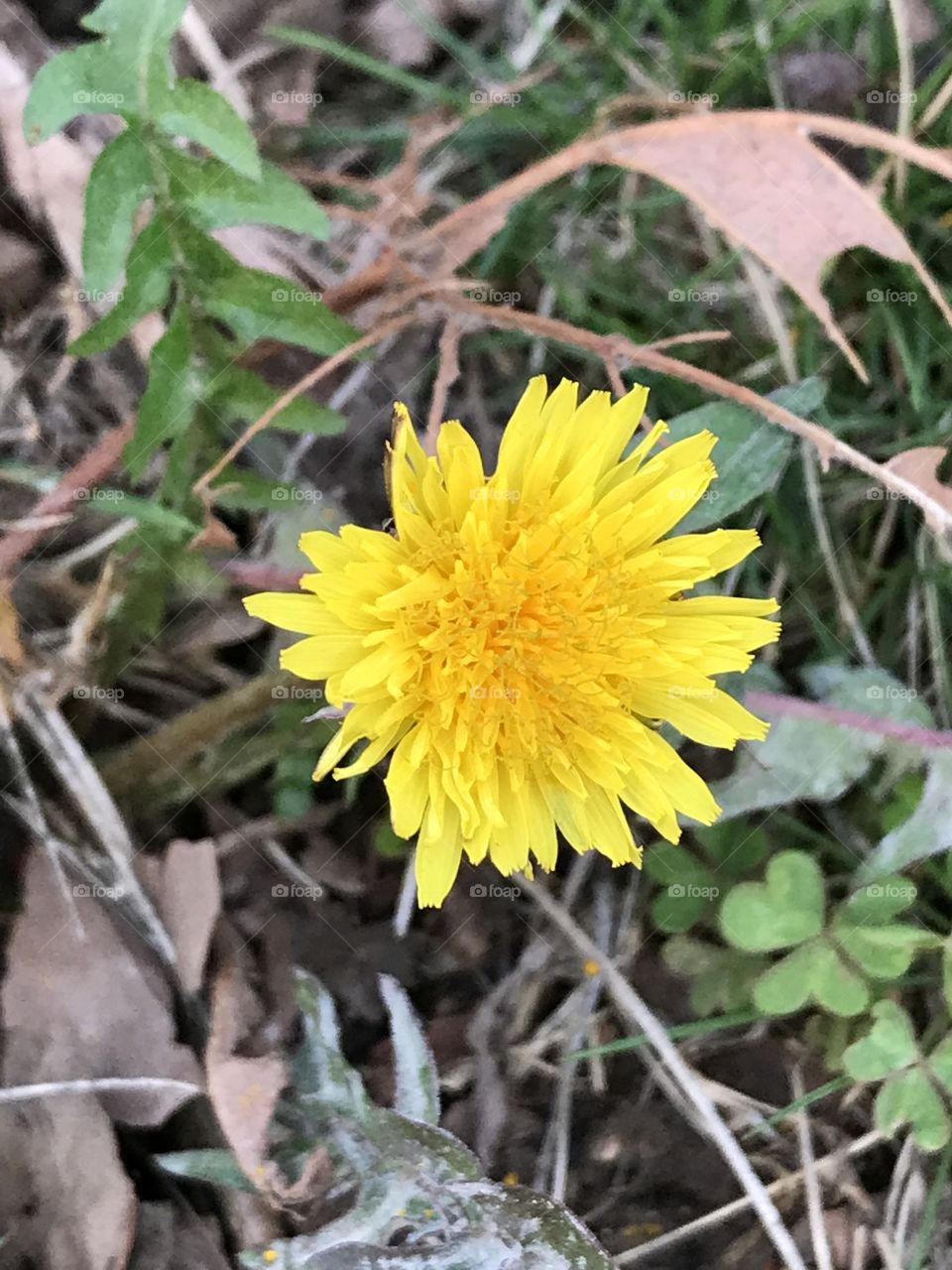 Dandelion 