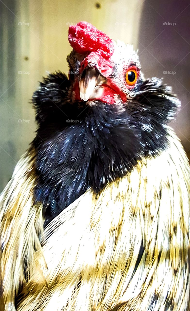 close up rooster
